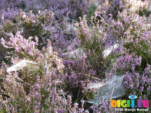 FZ020330 Dew on spiderwebs in heather (Calluna vulgaris)